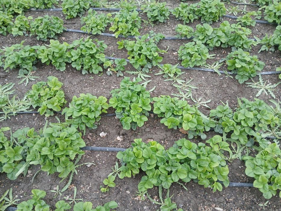 Рассада местная разная