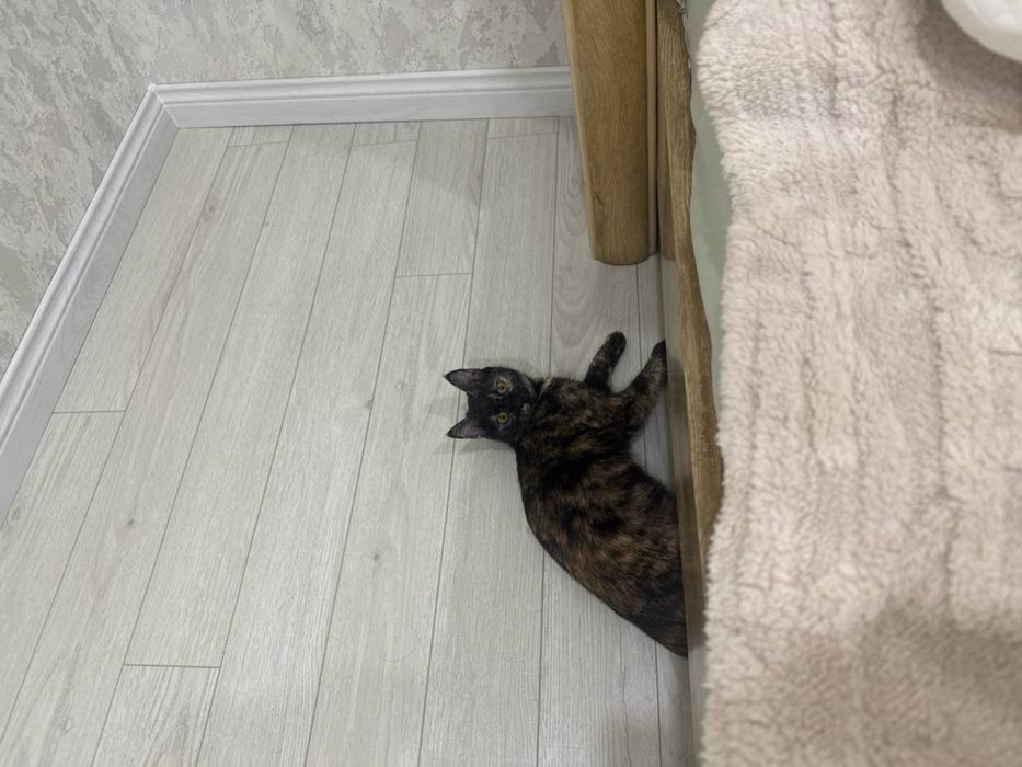 Котенок девочка окрас черепашка