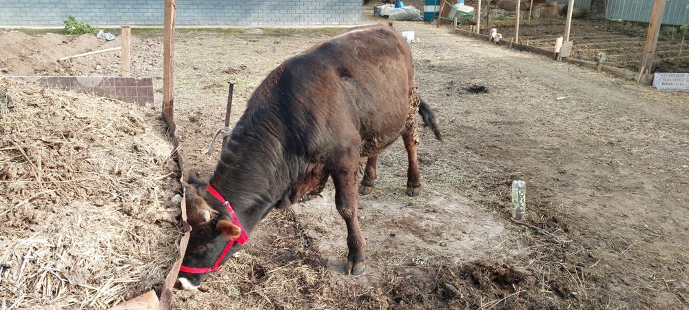 Алатауский бычок 11 месяц