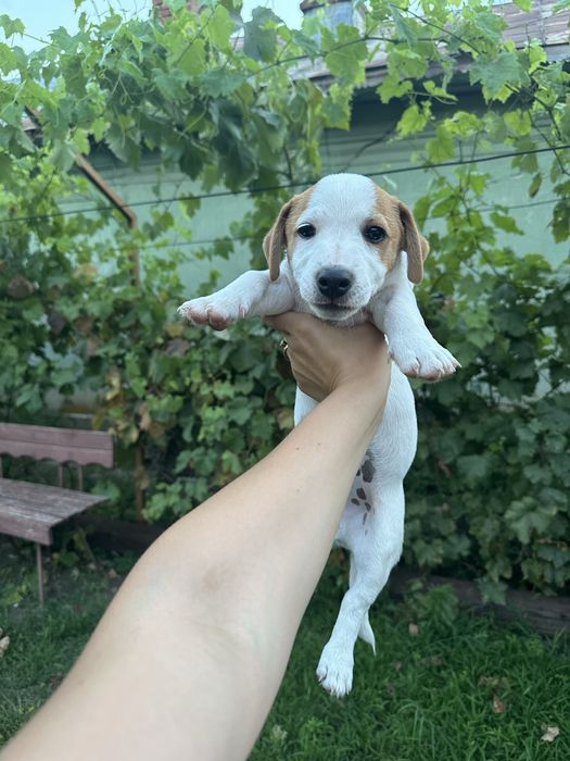 Jack russell terrier pui