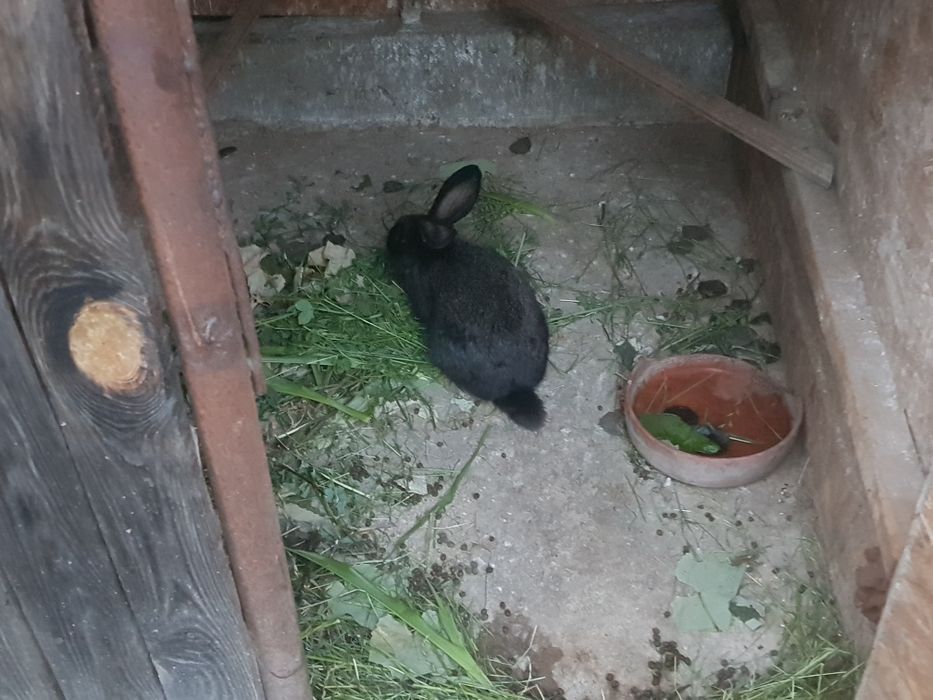 Vand iepuri rasa german