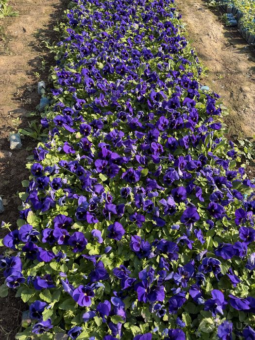 Kapalak gullar viola