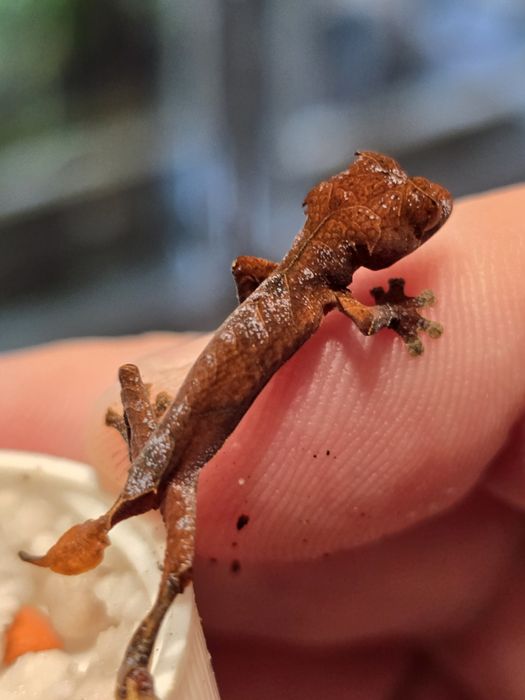 Uroplatus ebenaui, spear point leaf tail gecko