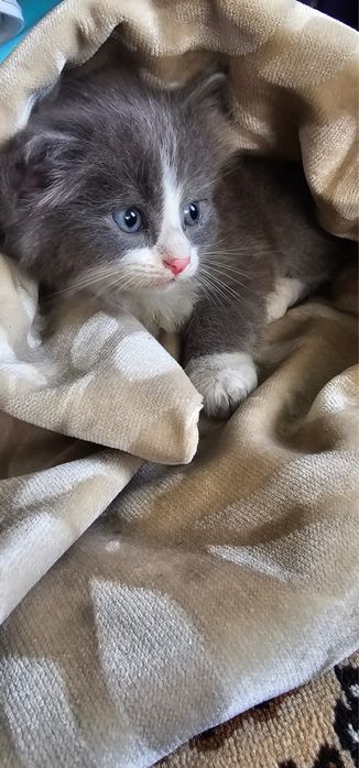 Котёнок ищет дом. Кошка-крысоловка