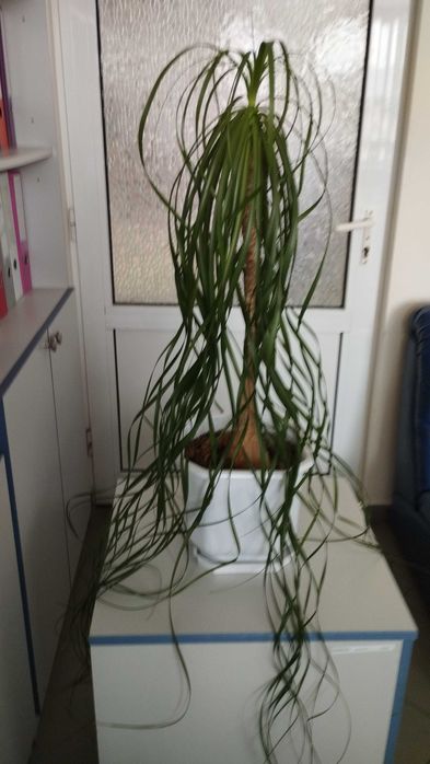 Продавам  20г .Нолина