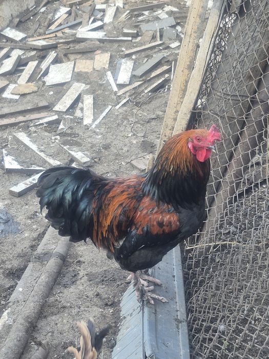 Продам домашних петухов