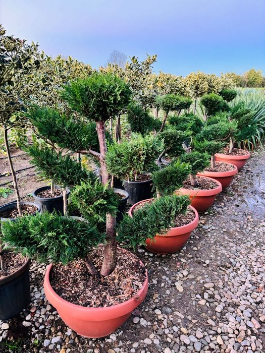 Grădină amenajata cu stil, plante ornamentale, tuia, catalpa