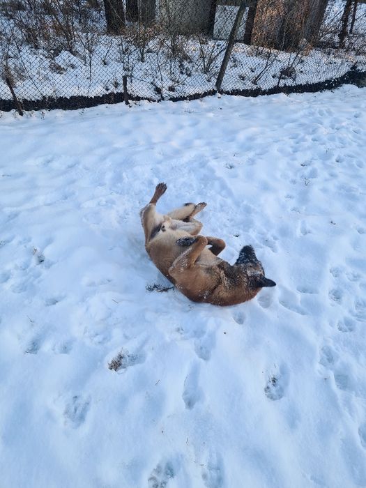 Малиноа - белгийска овчарка