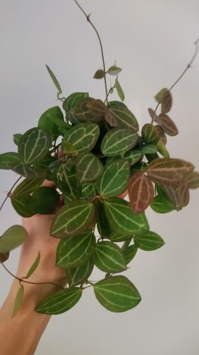 Дисхидия овата, продам