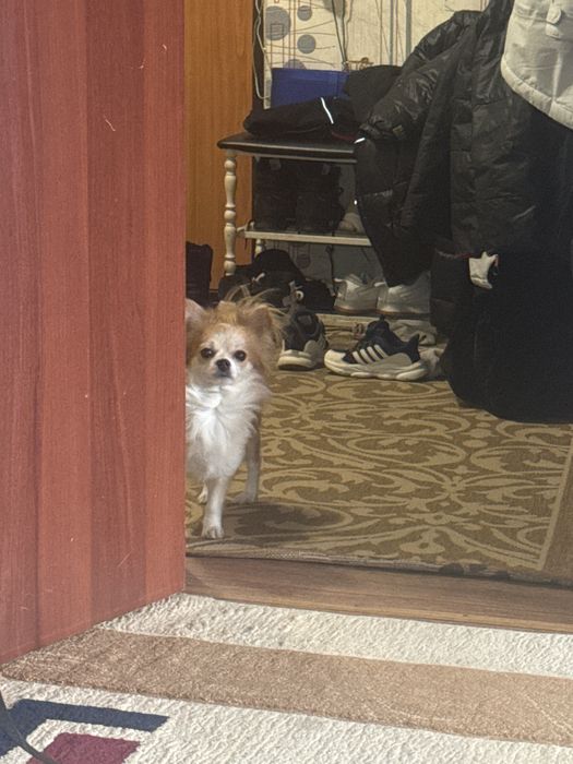 Отдам чихуахуа с доками