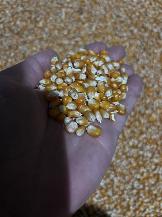 Porumb sticols pioneer 9590