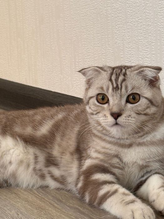 Шотландский Вислоухий.