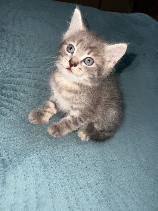 Шотландец мальчик 1,5 месяца