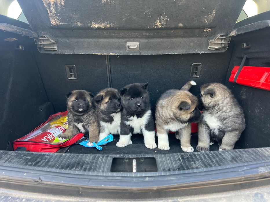 Американска акита