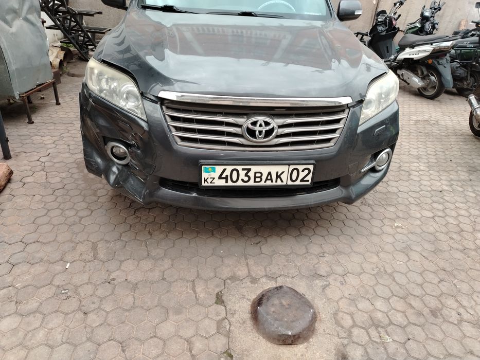 Костоправ моляр, полировка ПДР