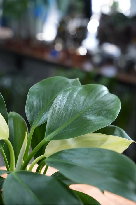 Филодендрон Вайт Конго