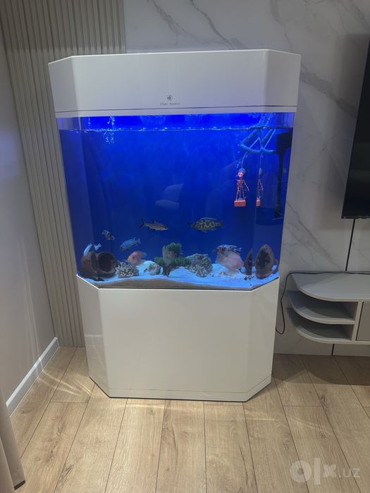 Cleir Aquatics orginal akril akvarium sotiladi