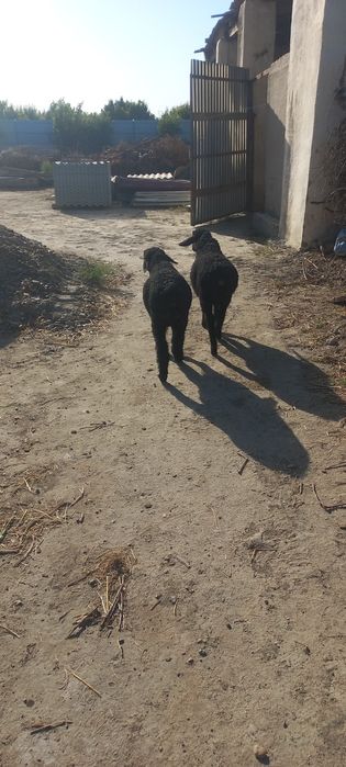 Qochqor barrala sotiladi ekiz