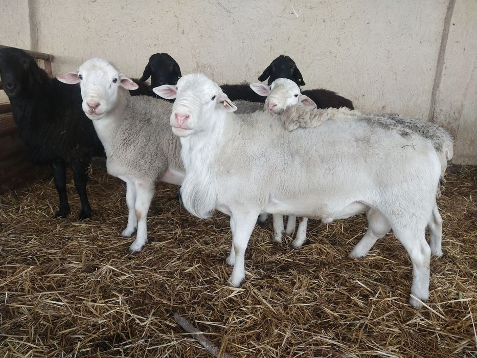 Продаётся парода Дорпер бараны