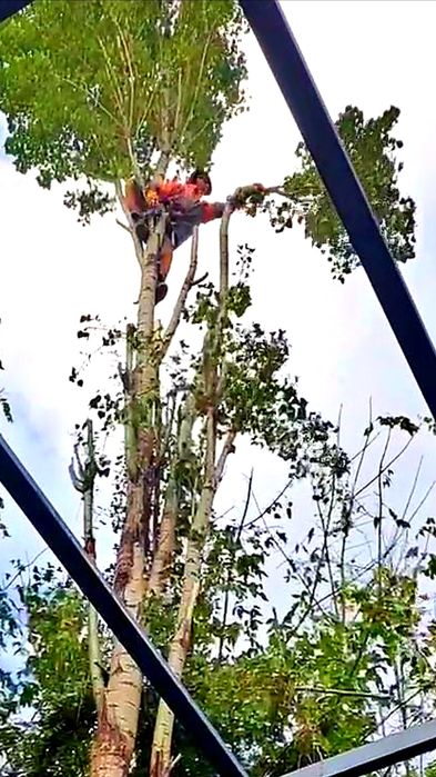 Дарахт кесиш хизмати daraxt kesish бензопила услуг обрезка спил деревя