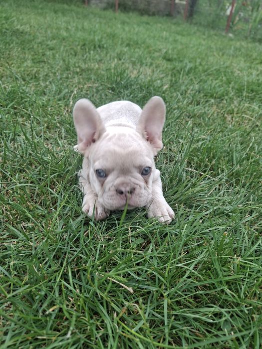 Bulldog francez mascul