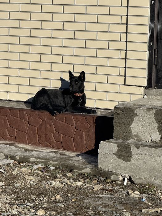 продам щенка породы малинуа