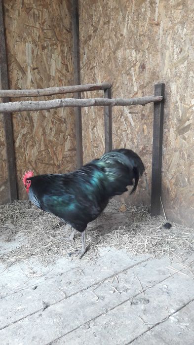 Vând ouă australorp