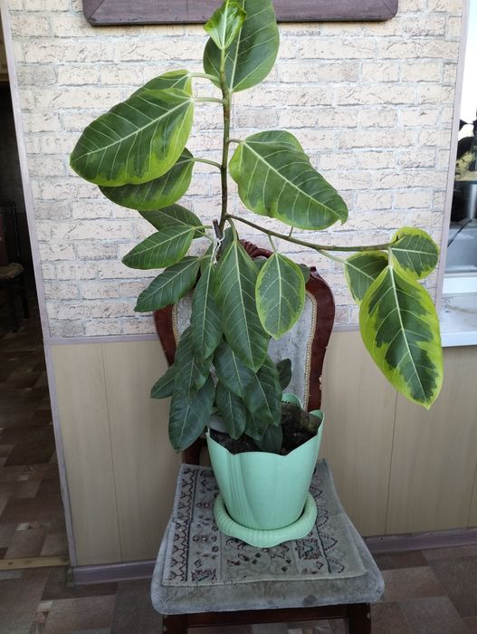 Цветы комнатные не дорого