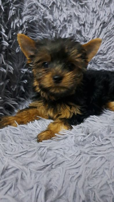 Продаю клубных щенков йорков