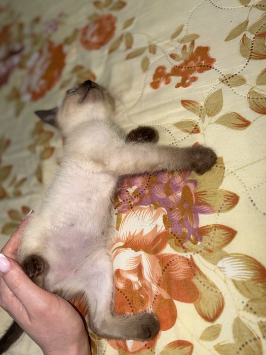 Котенок мальчик