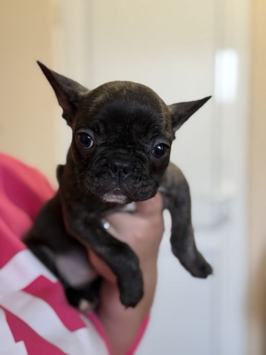 Френски булдог.