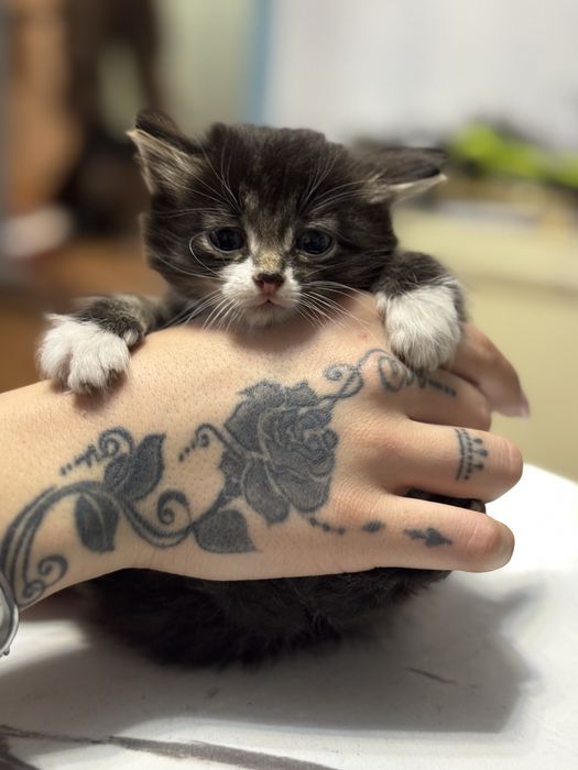 Отдам котят в добрые руки