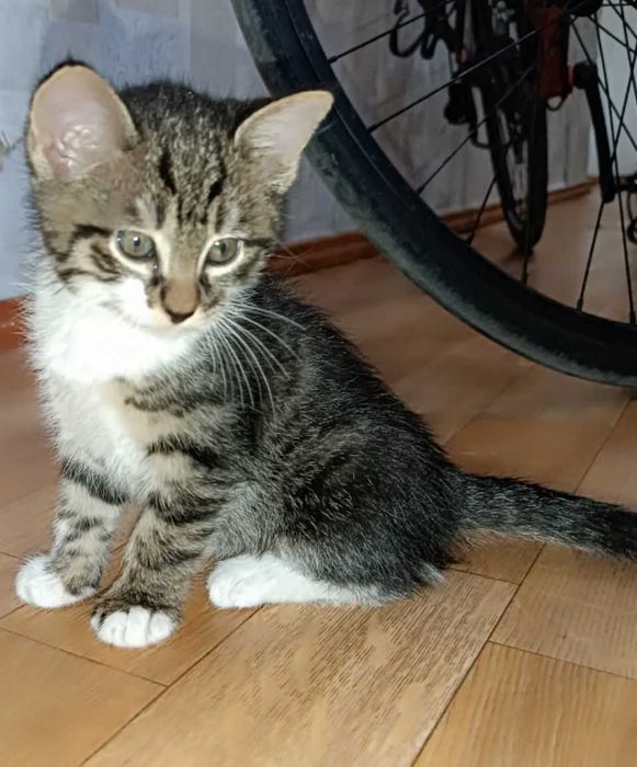 Отдам милых котят! г.Алмалык