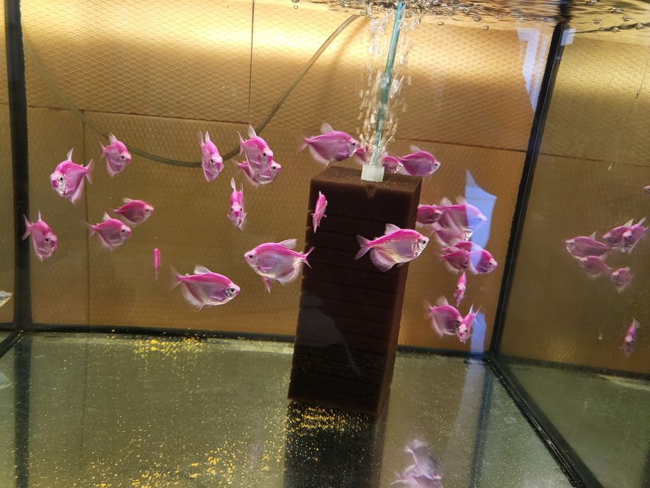 Vand 35 bucati Tetra Mov, pret 100 lei