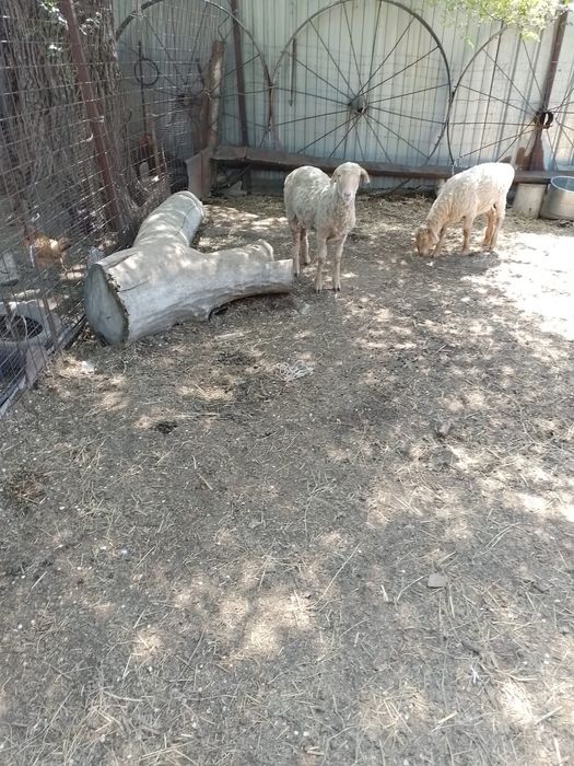 Продам баранов,кой сатамын.