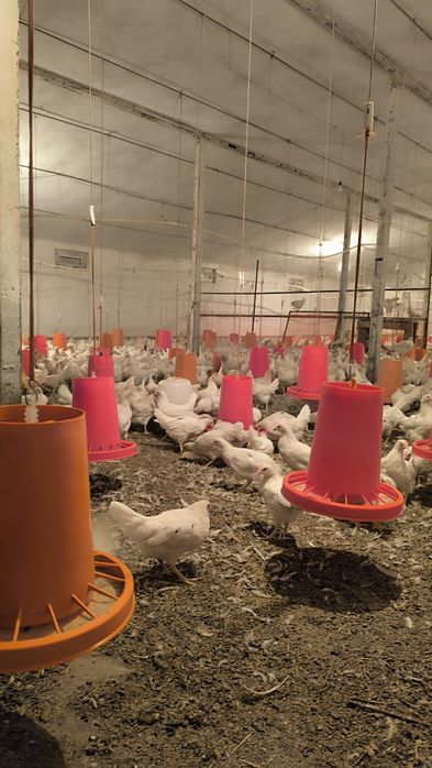 Ser tuxum oq tovuqlar sotiladi