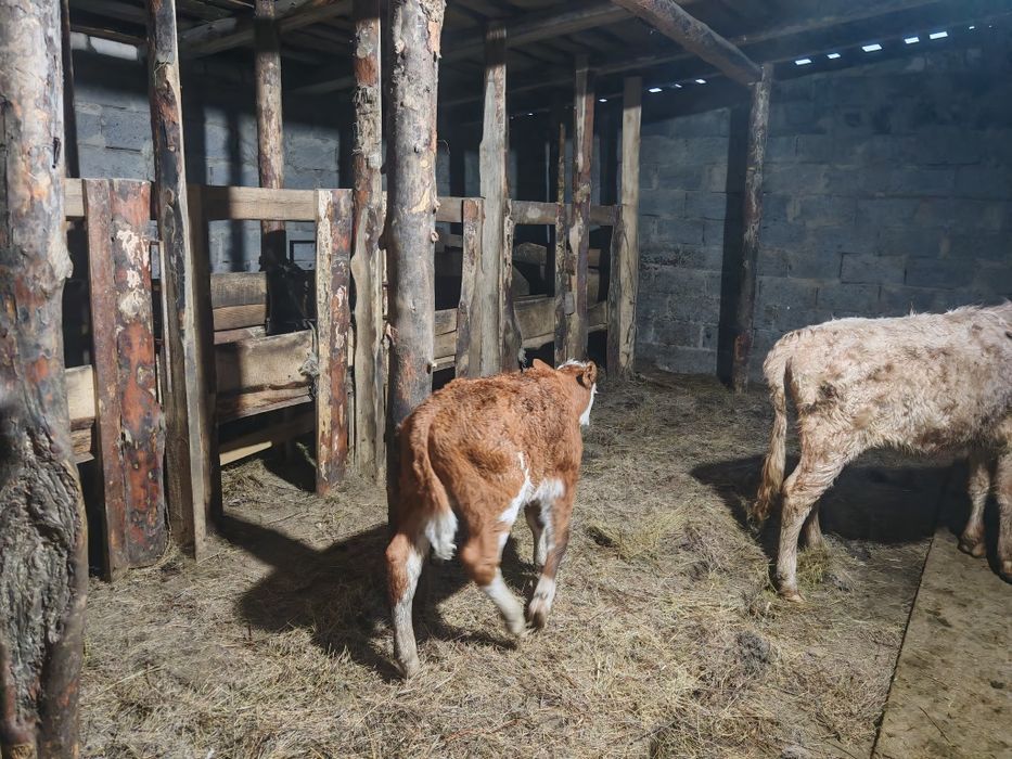 Сыйыр бызаумен, тайынша сатам