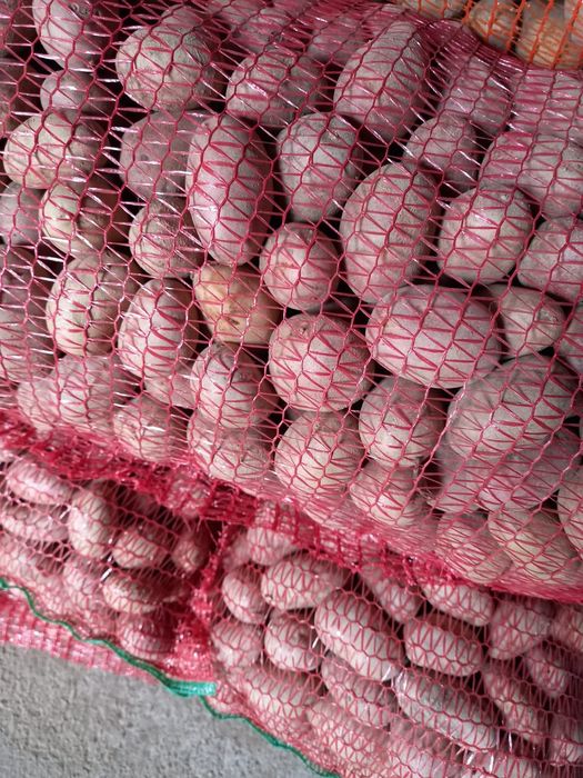 Cartofi de sămânță