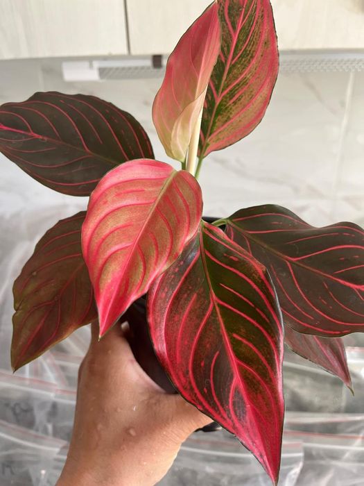 Комнатные растения