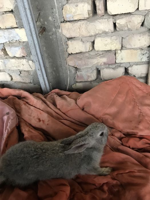 Quyon bolalari kelishtiramiz