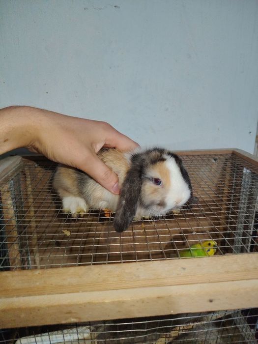 Karlik Almaz glaz quyonlar