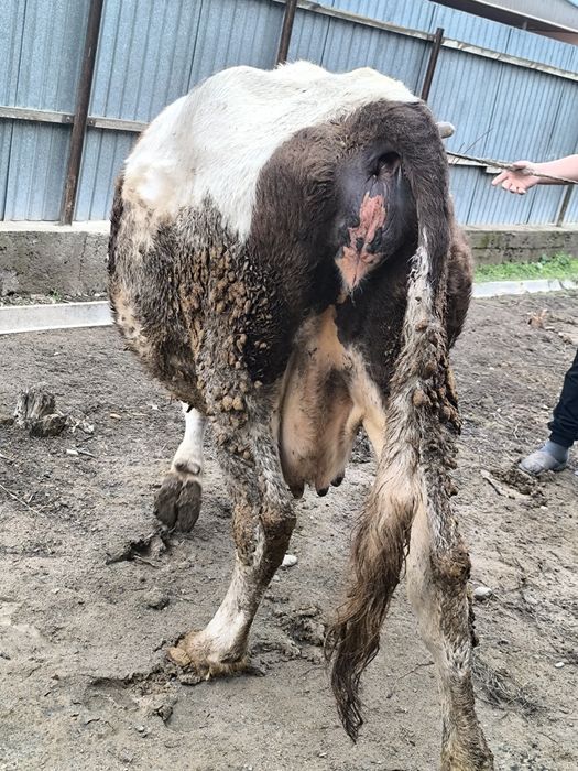 Продается стельная корова