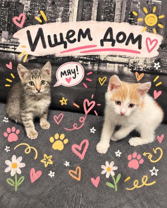 Котёнки маленькие, ручные