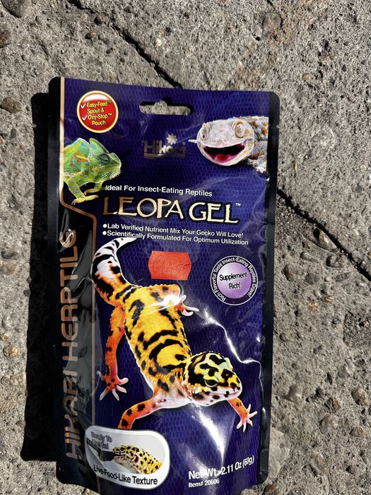 Gecko leopard (Eublepharis macularius) – 4 luni