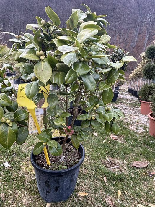 Camelia plante decorative