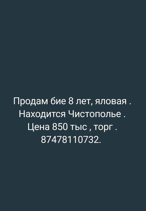 Продам бие, яловая .