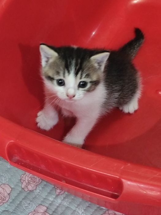Подарок для любимых! Шикарные котята!