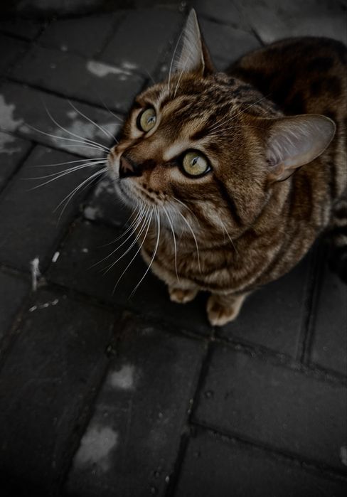 Продам бенгальского кота