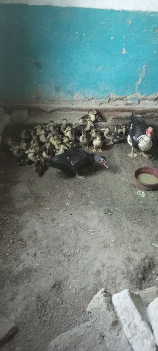 Indautka joʻjalari sotiladi