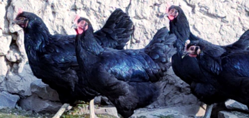 Гигант Корашахзодаларни тухум жужалари сотилади